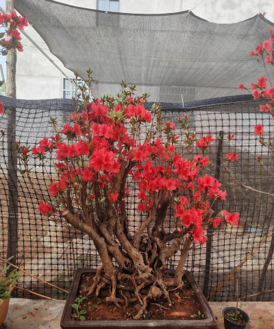 杜鹃花是怎么造型的