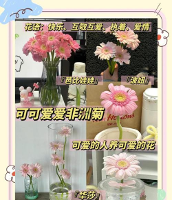 非洲菊如何水培