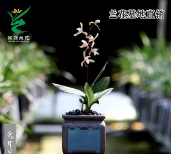 宽叶咖啡兰什么时候开花