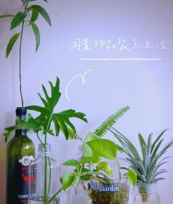 家庭养花用生根粉