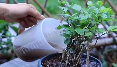 家庭养花用生根粉