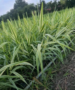 花叶芦竹属于什么科