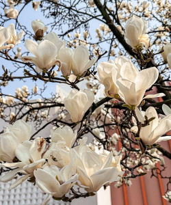 玉兰花长什么样啊