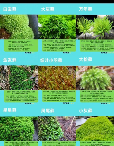 苔藓怎么选