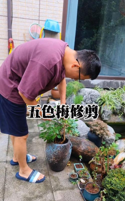 五色梅花后怎么处理