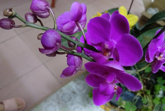 家庭养花用生根粉