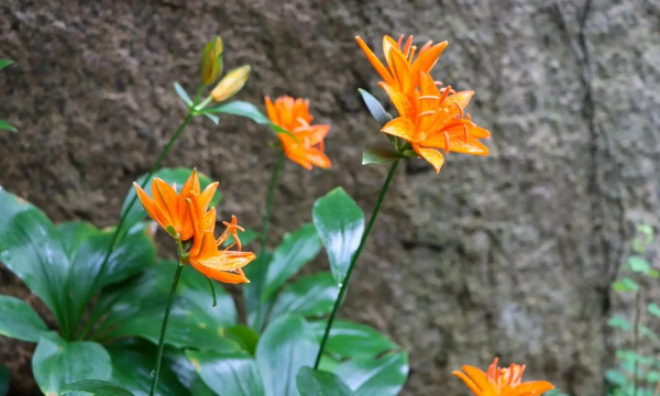 百合是什么城市的市花