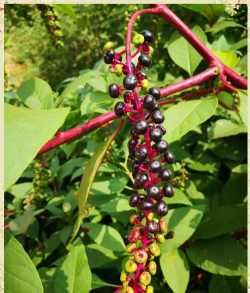 商陆的株长什么样