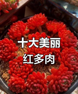 多肉红色的叫什么名字