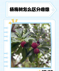 杨梅树和杨梅长什么样