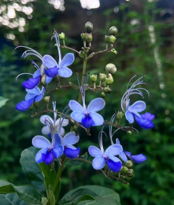 蓝蝴蝶花又叫什么花