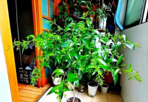 家庭养花用生根粉