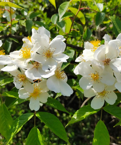 无刺金英子开什么颜色花