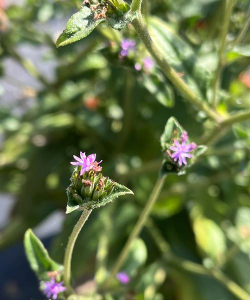 地胆草的花长什么样的