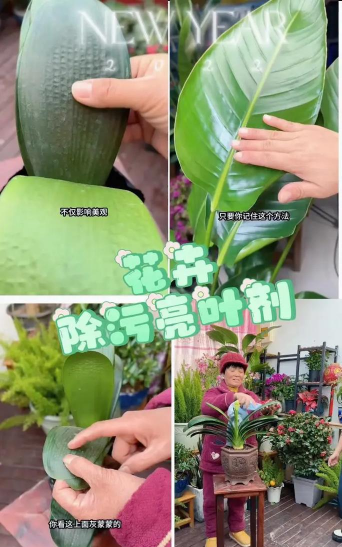 家庭养花用生根粉