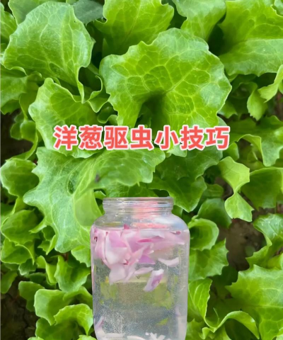 种洋葱怎么放杀虫剂