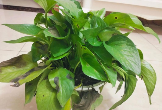 家庭养花用生根粉