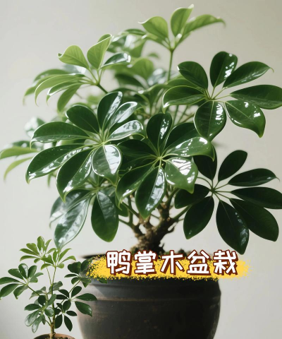 发财树学名叫什么树