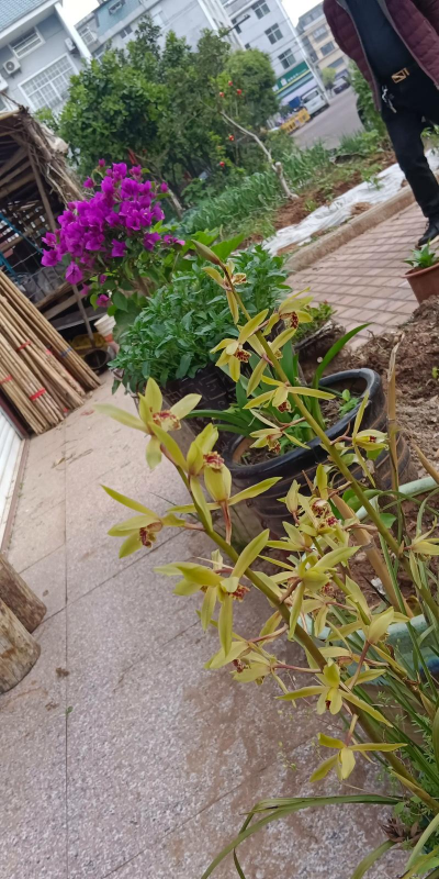 野生九节兰怎么养浇水