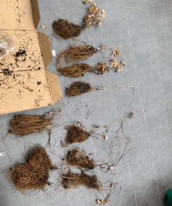 家庭养花用生根粉