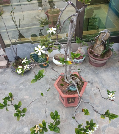 家庭养花用生根粉