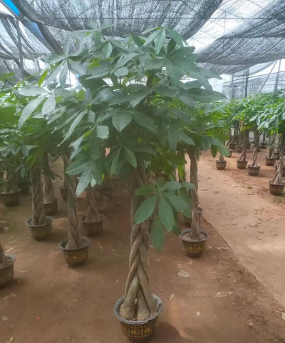 三层的植物是什么树