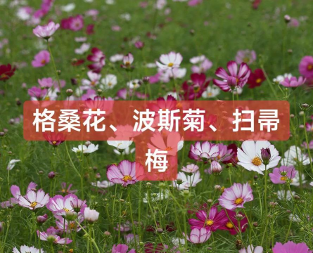类似扫帚苗的花是什么花