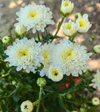 如何加工杭白菊