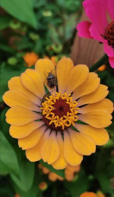 百日菊又叫什么名