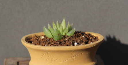 琉璃殿如何繁殖