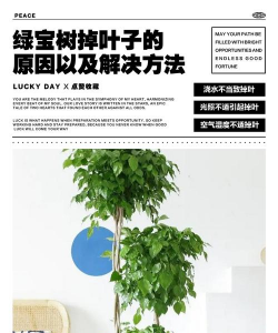 元宝树树叶垂落怎么办