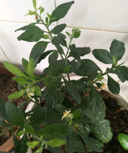 家庭养花用生根粉