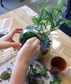 家庭养花用生根粉