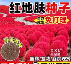 红地肤什么时候种植最好