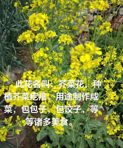 芥菜为什么生花不结包