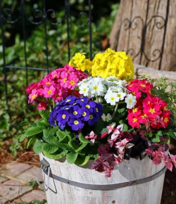 家庭养花用生根粉