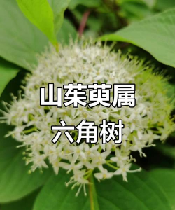 灯台树别名叫什么名字