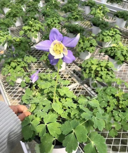 家庭养花用生根粉