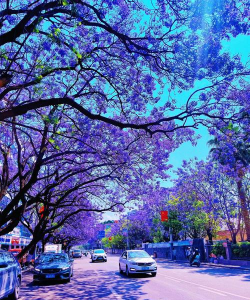 西昌市的市花是什么花