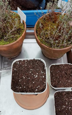 百里香怎么修剪