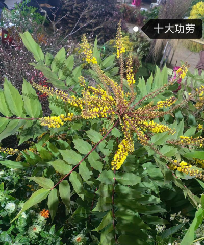 十大功劳花什么科