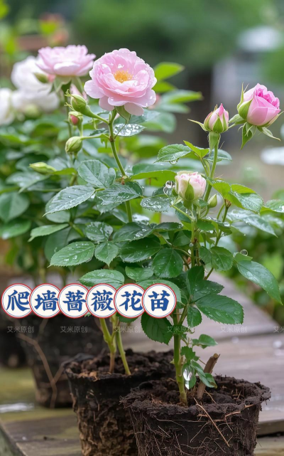 蔷薇新手养花