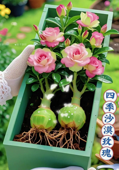 家庭养花用生根粉