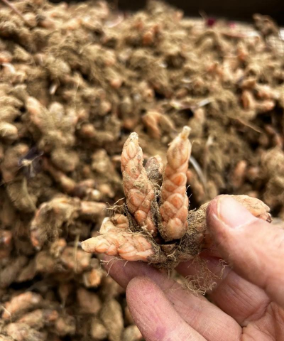 家庭养花用生根粉