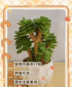 多肉金钱老桩怎么养护