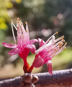 紫叶矮樱用什么肥好