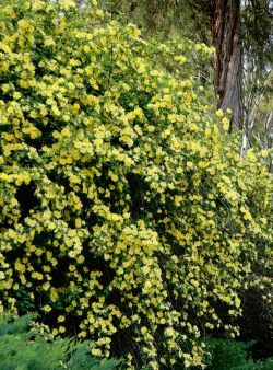 黄刺梅是什么样子的