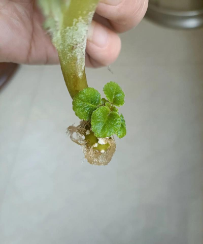 家庭养花用生根粉