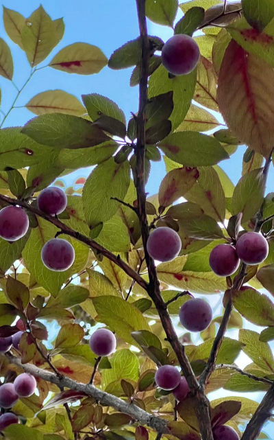 红叶李是什么科