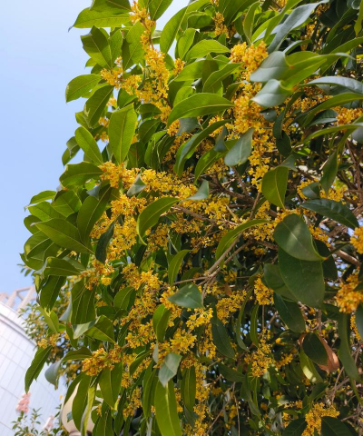 桂花树上什么的桂花